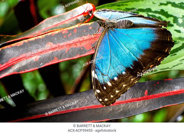 Peleides Blue Morpho Butterfly or Common Morpho Butterfly, Morpho peleides limpida, dorsal view, Mexico, Central America, northern South America