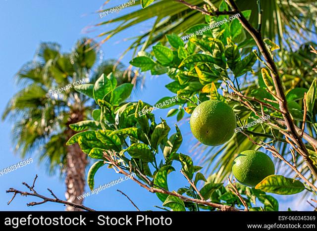 a lemon tree bears green fruits and in the background is the blue sky