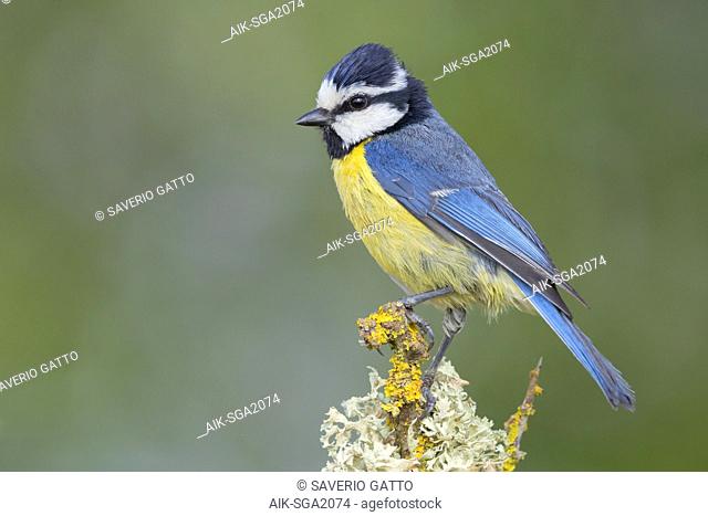 African Blue Tit (Cyanstes teneriffae), adult perched on a branch