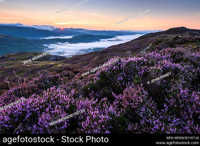 The Lake District seen at its best with stunning views across the Cambrian mountains, heather in full bloom, mist covered valleys and warm light at sunrise