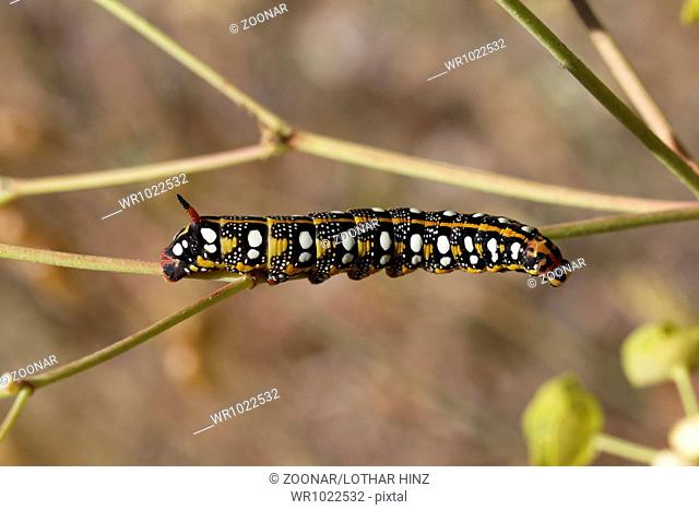 Hyles euphorbiae, Spurge Hawkmoth (caterpillar)