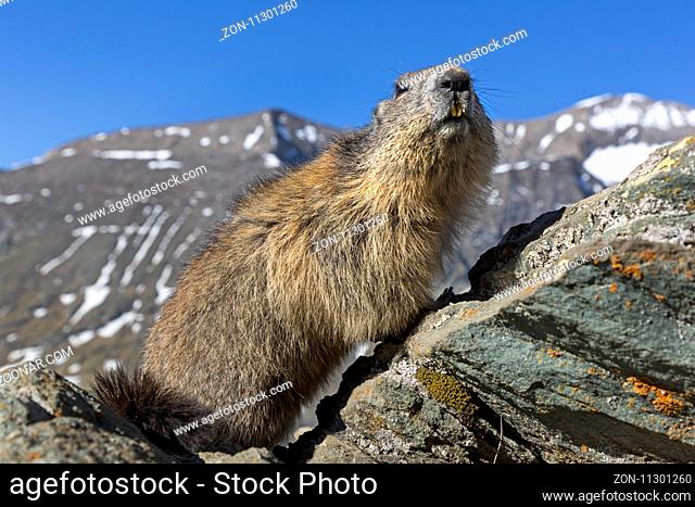 Murmeltier (Marmota marmota), Franz-Josefs-Höhe, Nationalpark Hohe Tauern, Kärnten, Österreich, Europa / Alpine Marmot (Marmota marmota), adult