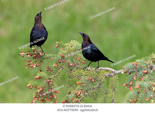 Brown-headed cowbird (Molothrus ater), males displaying, Lac Le Jeune, British Columbia. Bird attracted to perch setup with food