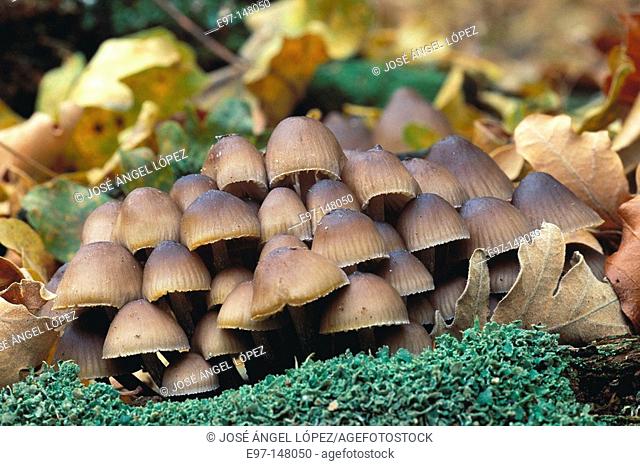 Mushrooms (Coprinus disseminatus)