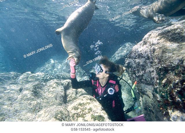 Diver and playful sea lion, Sea of Cortez, Baja California, Mexico