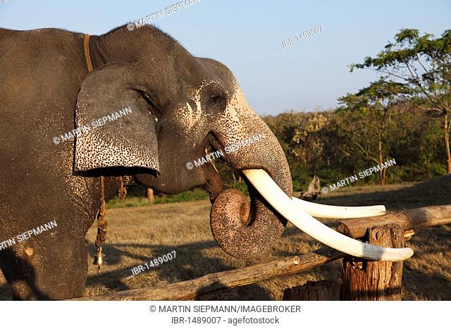 Head and tusks of domesticated elephant, Asian, Asiatic or Indian elephant (Elephas maximus), dental care, Mudumalai National Park, Tamil Nadu, Tamilnadu