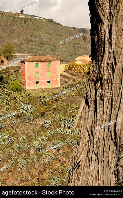 Las Lagunetas, November 25, 2020: Traditional house and tree trunk in the foreground. San Mateo. Gran Canaria. Canary Islands. Spain