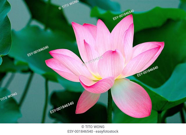 Single lotus flower