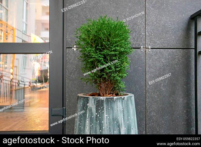 Green small spherical Chinese thuja in a concrete pot near the house at the entrance. Traditional home decorations. Entrance to the building