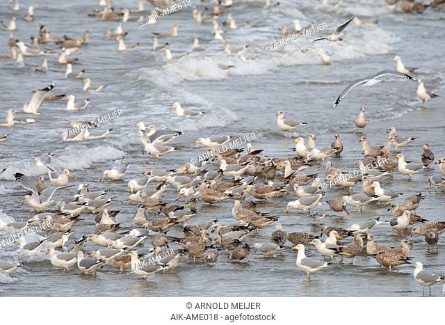 Feeding frenzy of mainlly European Herring Gulls (Larus argentatus) on the beach of Neeltje Jans in Zeeland, Netherlands