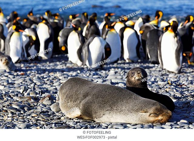South Atlantic Ocean, United Kingdom, British Overseas Territories, South Georgia, Salisbury Plain, Antarctic fur seal with seal pup and penguins in background