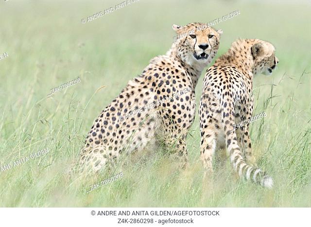 Two Cheetah (Acinonix jubatus) on the look out at savanna, Maasai Mara National Reserve, Kenya