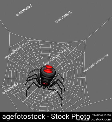 Background with black widow spider. Banner for Halloween holiday
