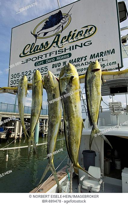 Deep sea fishery on Islamorada, Florida Keys, Florida, USA