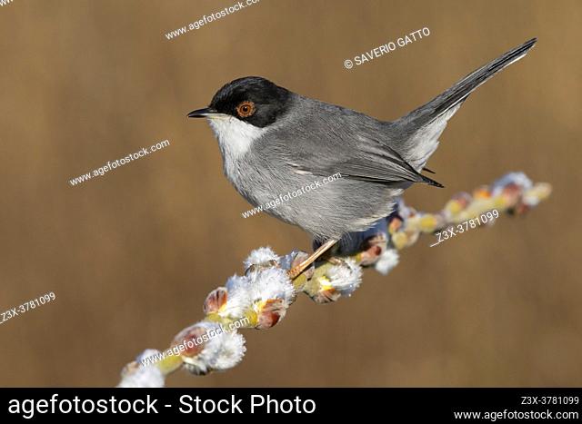 Sardinian Warbler (Sylvia melanocephala), side view of an adult male perched on a branch, Campania, Italy