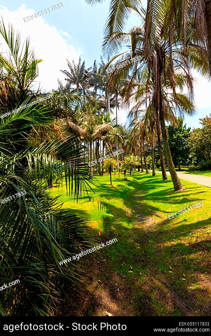Bogota Colombia April 8 Tall wax palms in the botanical garden of Bogota, located in the center of the city, visited every day for its with thousands of plant...