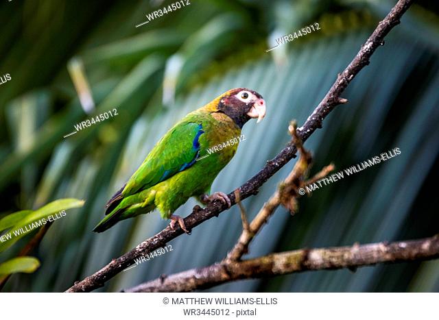 Brown-hooded Parrot (Pyrilia haematotis), Boca Tapada, Alajuela Province, Costa Rica, Central America