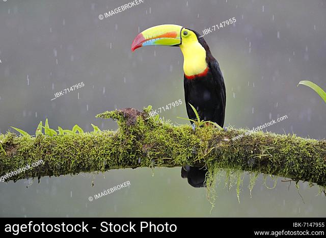 Fishing toucan also called Keel billed Toucan (Ramphastos sulfuratus) in the rain, Boca Tapada, Costa Rica, Central America