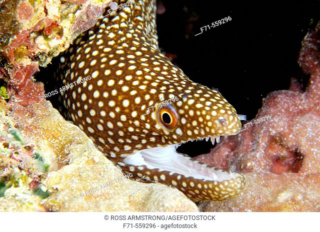 Whitemouth moray eel (Gymnothorax melagris) with mouth open. Ha'apai Group. Tonga. South Pacific Ocean