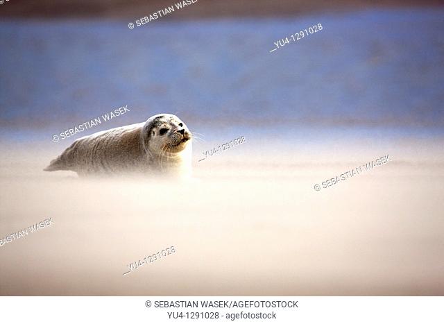 Pup Atlantic Grey Seal (Halichoerus Grypus) on beach. Donna Nook Nature Reserve, Lincolnshire Wildlife Trust, North Somercotes, North East England