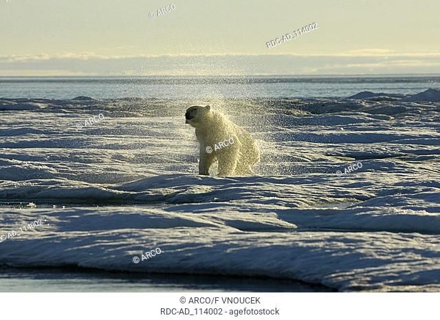 Polar Bear shaking water of fur Baffin Island Nunavut Territory Canada Ursus maritimus Thalassarctos maritimus arctic