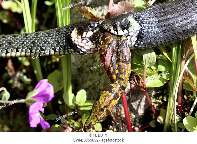 grass snake (Natrix natrix), series picture 8, two snakes fighting for a frog, Germany, Mecklenburg-Western Pomerania