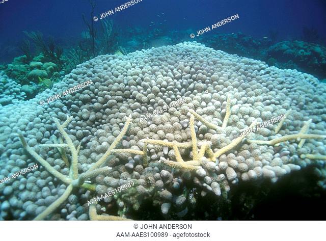 Finger Coral (Porites porites) Exuma Cay I & Sea Park