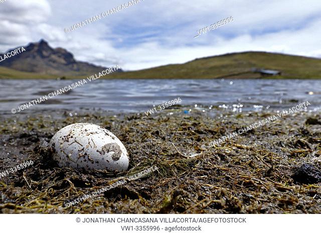 Huevo encontrado en las orillas del lago andino perteneciente a la focha gigante (fulica gigantea) vino arrastrado por el movimiento del agua