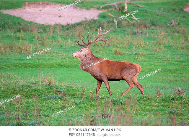 Dutch national park Oostvaardersplassen with male deer in mating season