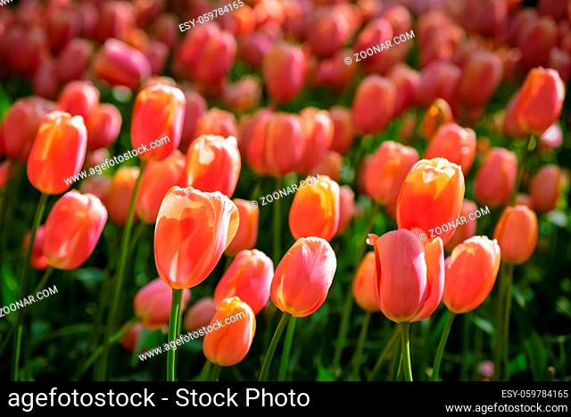 Blooming pink tulips in Keukenhof flower garden, one of the world largest flower gardens and popular Netherlands tourist attraction