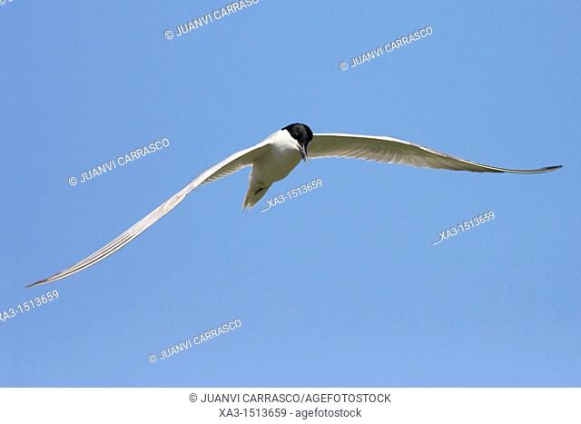 Gull-billed Tern, Gelochelidon nilotica, in flight, La Albufera natural park, Valencia, Spain