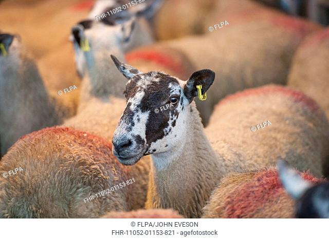 Domestic Sheep, mule ewes, early lambing ewe sale, flock in pen at market, Chelford Auction Mart, Cheshire, England, july