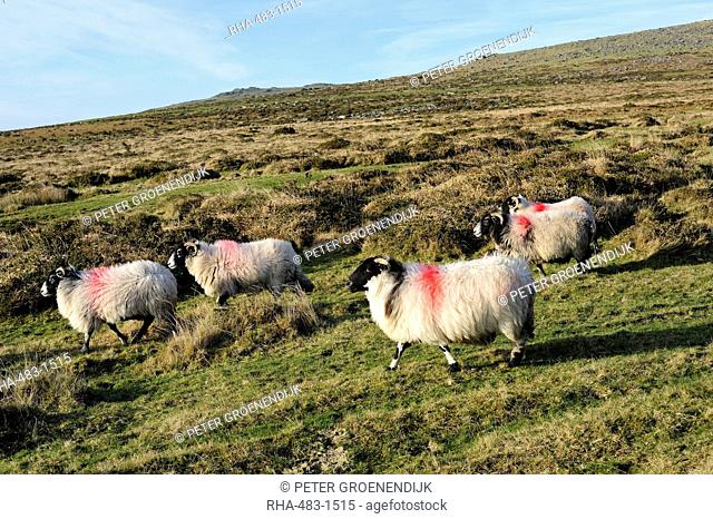 Dartmoor sheep at Merrivale, Dartmoor National Park, Devon, England, United Kingdom, Europe