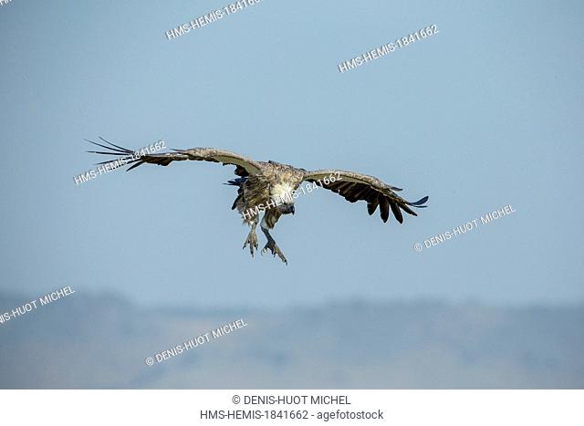 Kenya, Masai-Mara game reserve, White-backed Vulture (Gyps africanus), landing