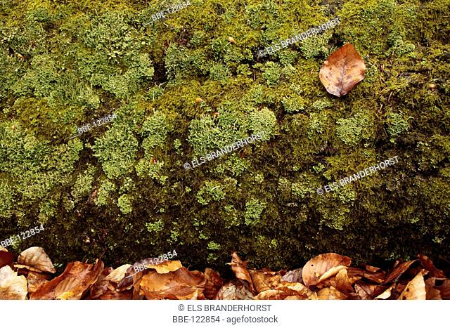 Lichens growing on a stem of a fallen beech