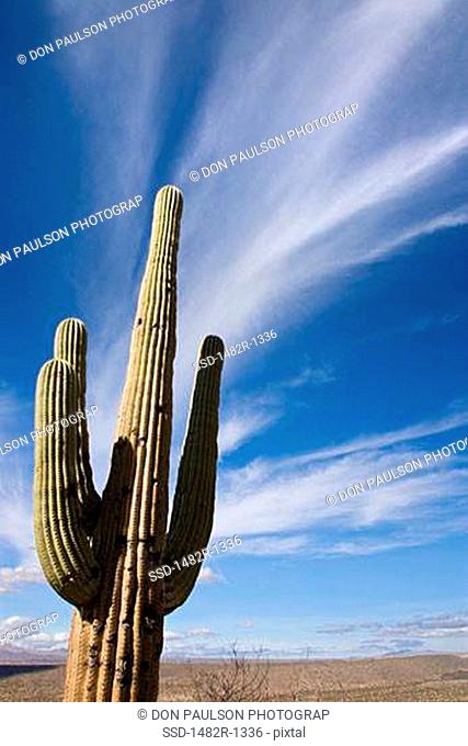 Low angle view of Saguaro cactus Carnegiea gigantea in a desert, Coronado National Forest, Arizona, USA