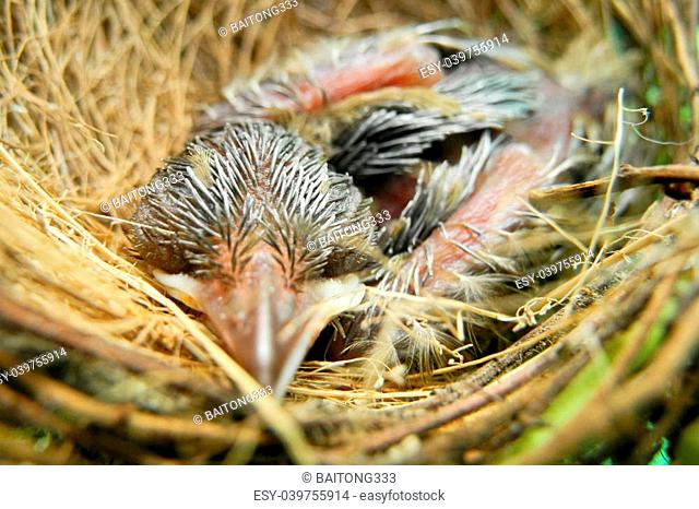 baby bird in nest