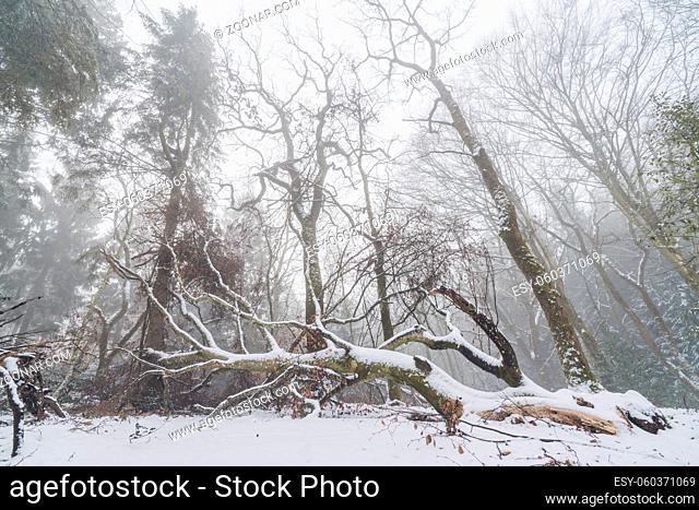 Fallen tree in a misty forest in the winter with tall trees in the fog