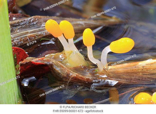 Bog Beacon Mitrula paludosa fruiting bodies, growing on plant debris beside bog pool, Powys, Wales