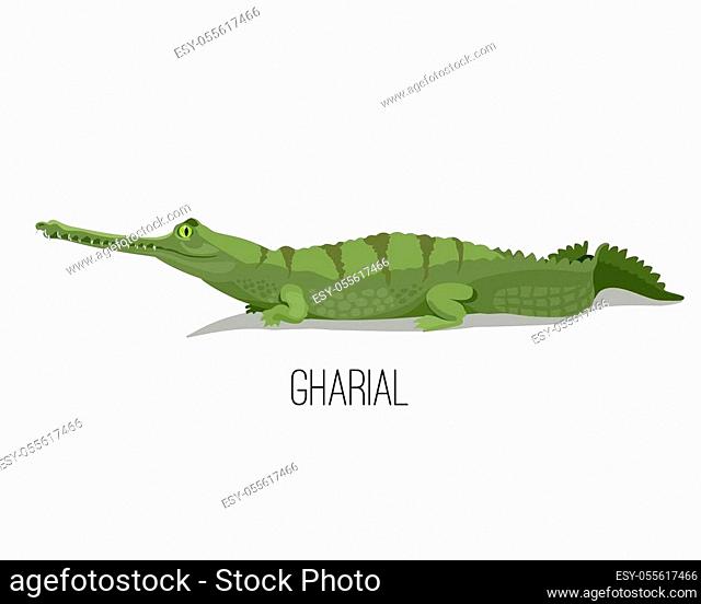 Gharial crocodile reptile animal. Nature and wildlife vector illustration