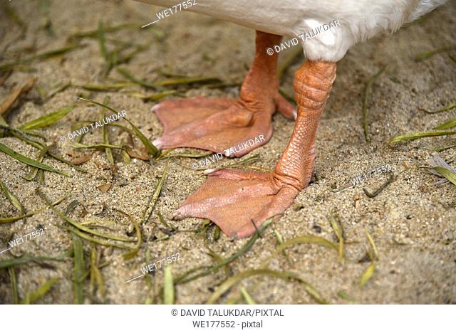 Feet of a goose