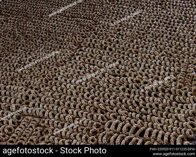 20 September 2022, Syria, Idlib City: A general view of strings of dried figs after being washed and sterilized at a dried fruit factory in Idlib City