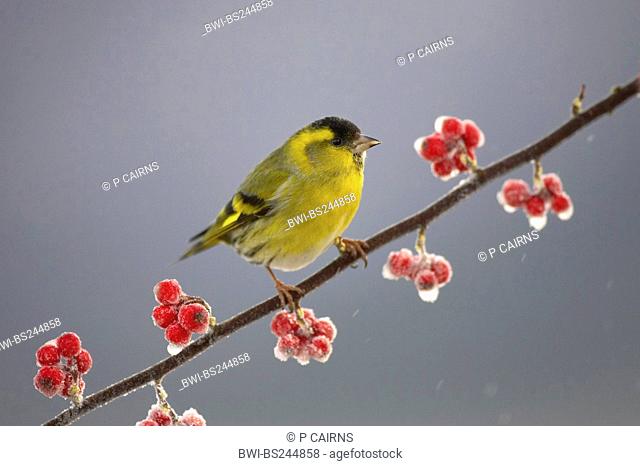 spruce siskin Carduelis spinus, male perched on frosted cotoneaster branch, United Kingdom, Scotland