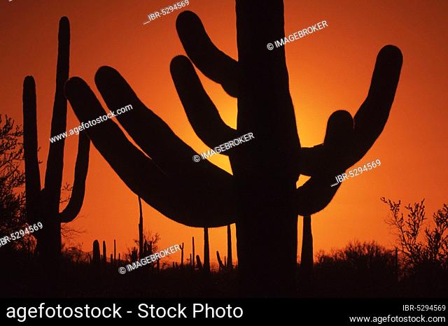 Saguaro (Carnegiea gigantea) Cactus at sunset, Saguaro national monument, Arizona, USA (Cereus giganteus)