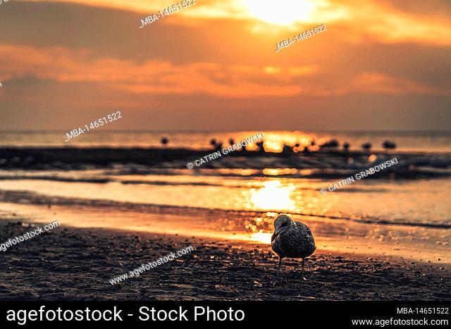 Seagull in foreground, view of North Sea, blurred background, west beach on North Sea island Norderney