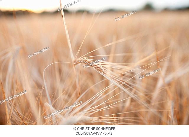 Close of ears of wheat in wheat field