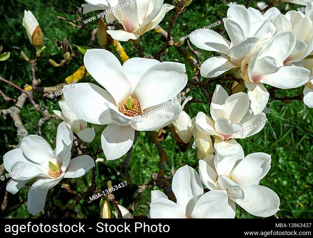 Germany, Baden-Wuerttemberg, Tübingen, Botanical Garden, Yulan's Magnolia, Magnolia denudata