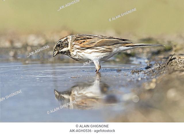 Male Common Reed Bunting
