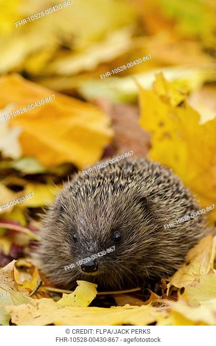 European Hedgehog (Erinaceus europaeus) adult, standing amongst leaf litter in garden, Foston, Lincolnshire, England, October