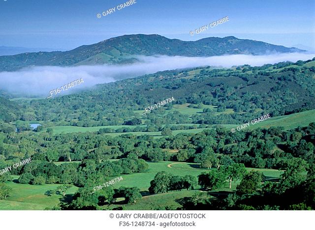 Morning fog over oak trees and valley in spring, Adelaida Road, Paso Robles, San Luis Obispo County, California